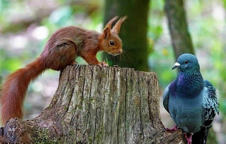 Tweet media one