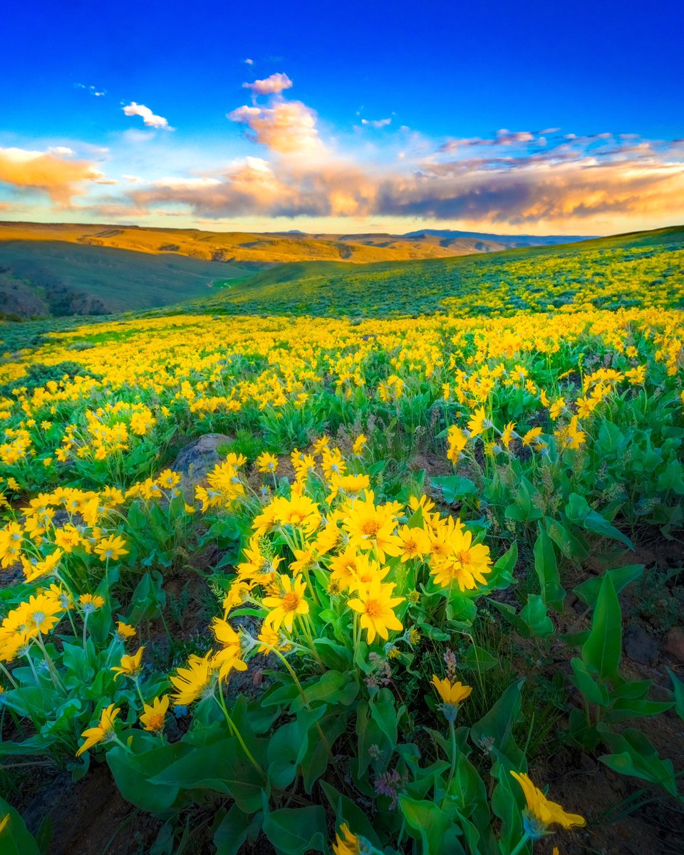 Gm! The flowers are back!