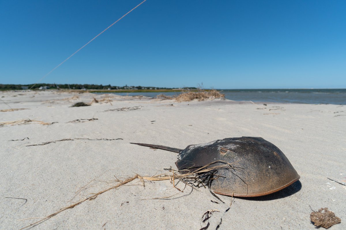 📰NEWS: The MA Fisheries Advisory Commission voted down key protections aimed at reversing the decline of horseshoe crabs. This ancient species is vital to coastal ecosystems &amp; must be protected.

We’re calling for a reversal of this unacceptable decision. Learn more⬇️