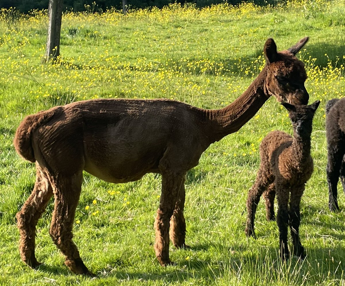 Amiryck Alpaca tweet media