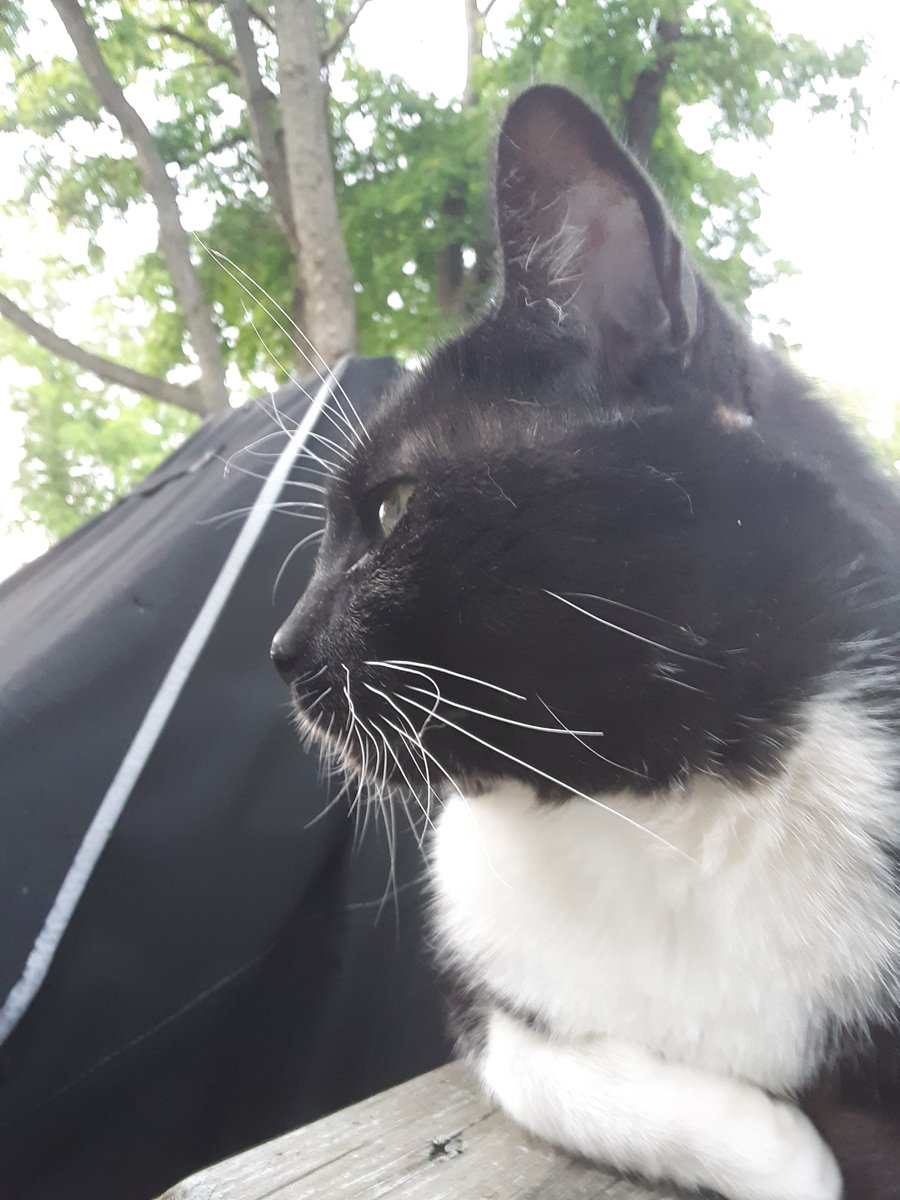 PeatRows's tweet photo. Gonna release my first LP next month. Stray Charles dgaf, but in case someone does, I'll be posting updates here and on FB. Also, expect more cat pictures. https://t.co/EWzMWcBzOQ
