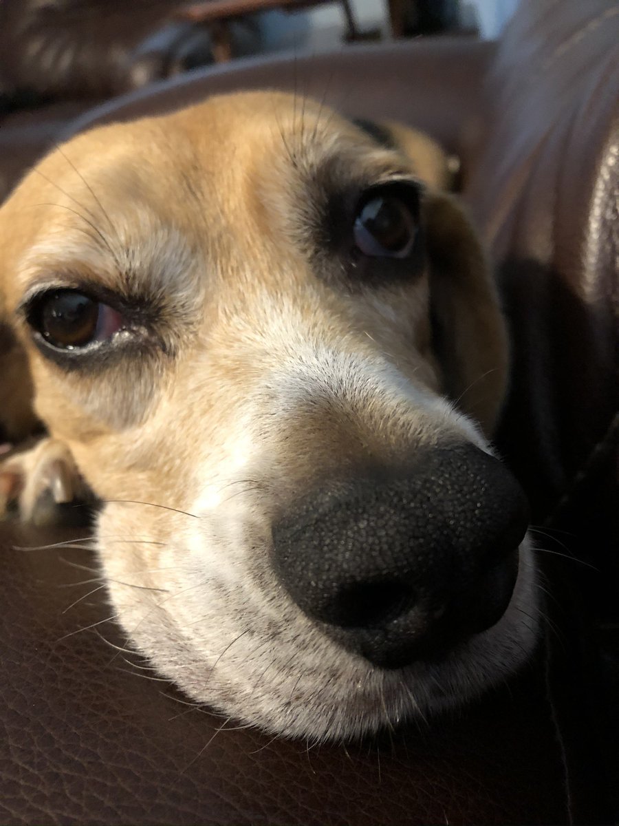 CU_Nixon's tweet photo. @beaglefacts @YEGfosterBeagle *boop* https://t.co/O8nUxDNzp7