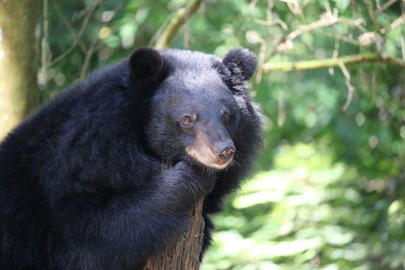 The activity I enjoy most in the the forest is to photograph the wildlife.  It is the most challenging environment for me with the variable light but if you get it right you are rewarded #Laos #trlt A5