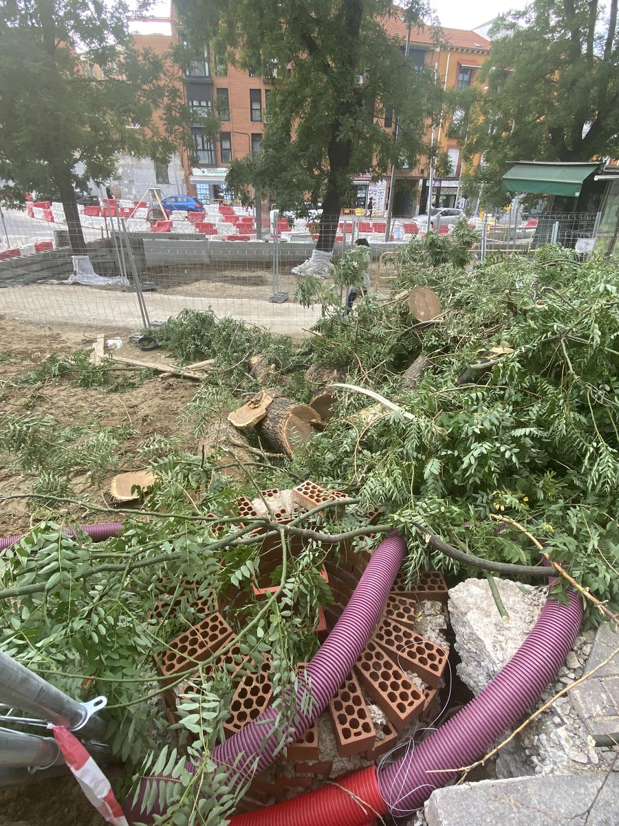 ArbolMesa's tweet photo. Hoy hemos perdido tres grandes árboles en La Plaza de la Emperatriz y van 10, la excusa estaban enfermos, hemos constatado lo macizo de sus fustes y la ausencia de pudriciones, 
¿que habrá puesto el técnico en la ficha . De nuevo y Na obra pública se lleva por delante el arbolado https://t.co/3b9clyierC