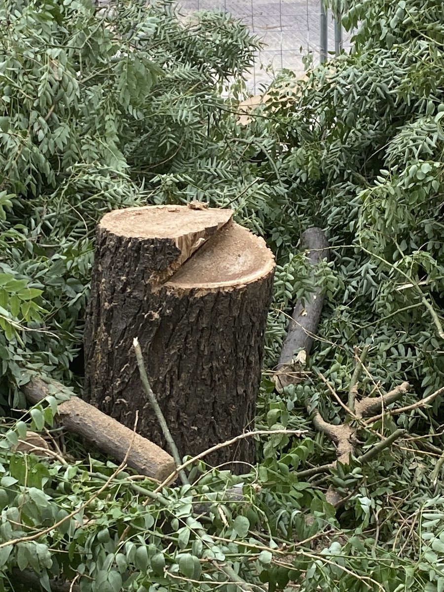 ArbolMesa's tweet photo. Hoy hemos perdido tres grandes árboles en La Plaza de la Emperatriz y van 10, la excusa estaban enfermos, hemos constatado lo macizo de sus fustes y la ausencia de pudriciones, 
¿que habrá puesto el técnico en la ficha . De nuevo y Na obra pública se lleva por delante el arbolado https://t.co/3b9clyierC