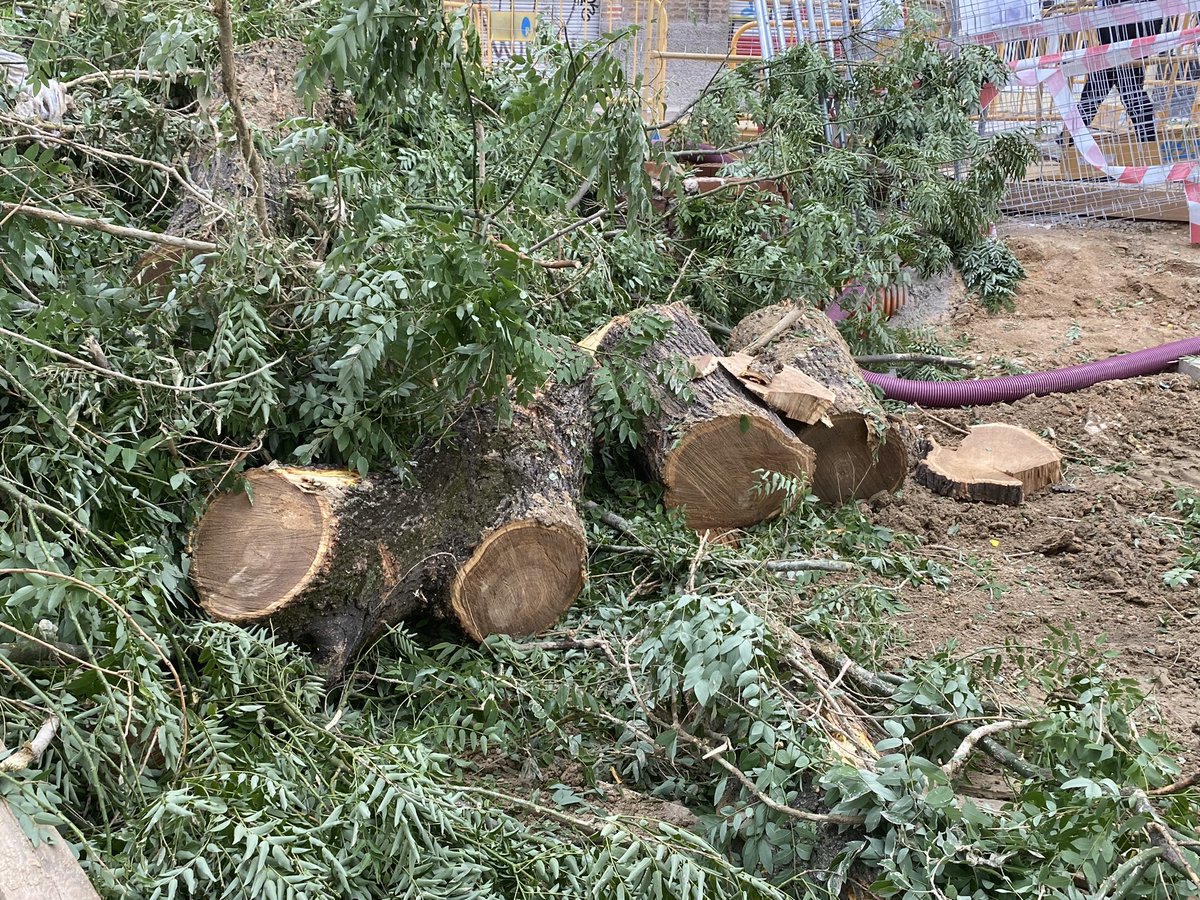 Hoy hemos perdido tres grandes árboles en La Plaza de la Emperatriz y van 10, la excusa estaban enfermos, hemos constatado lo macizo de sus fustes y la ausencia de pudriciones, 
¿que habrá puesto el técnico en la ficha . De nuevo y Na obra pública se lleva por delante el arbolado