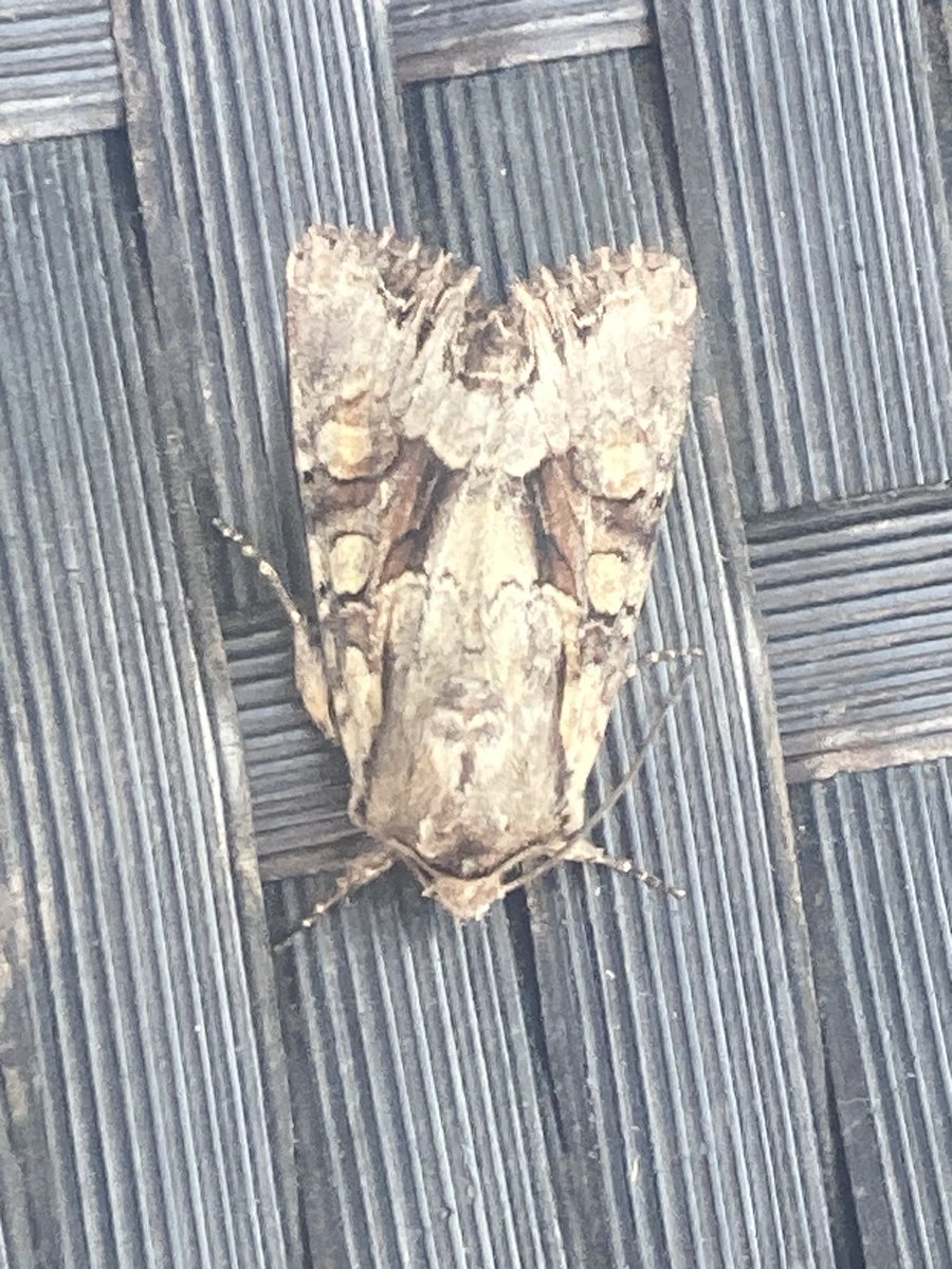 Geoff, Comma on hedgerow elm, Light Brocade and more Clubtails  the highlights of patch this weekend. #herefordmoths #herefordodonata <a href="/BC_WestMids/">West Midlands Butterfly Conservation</a>