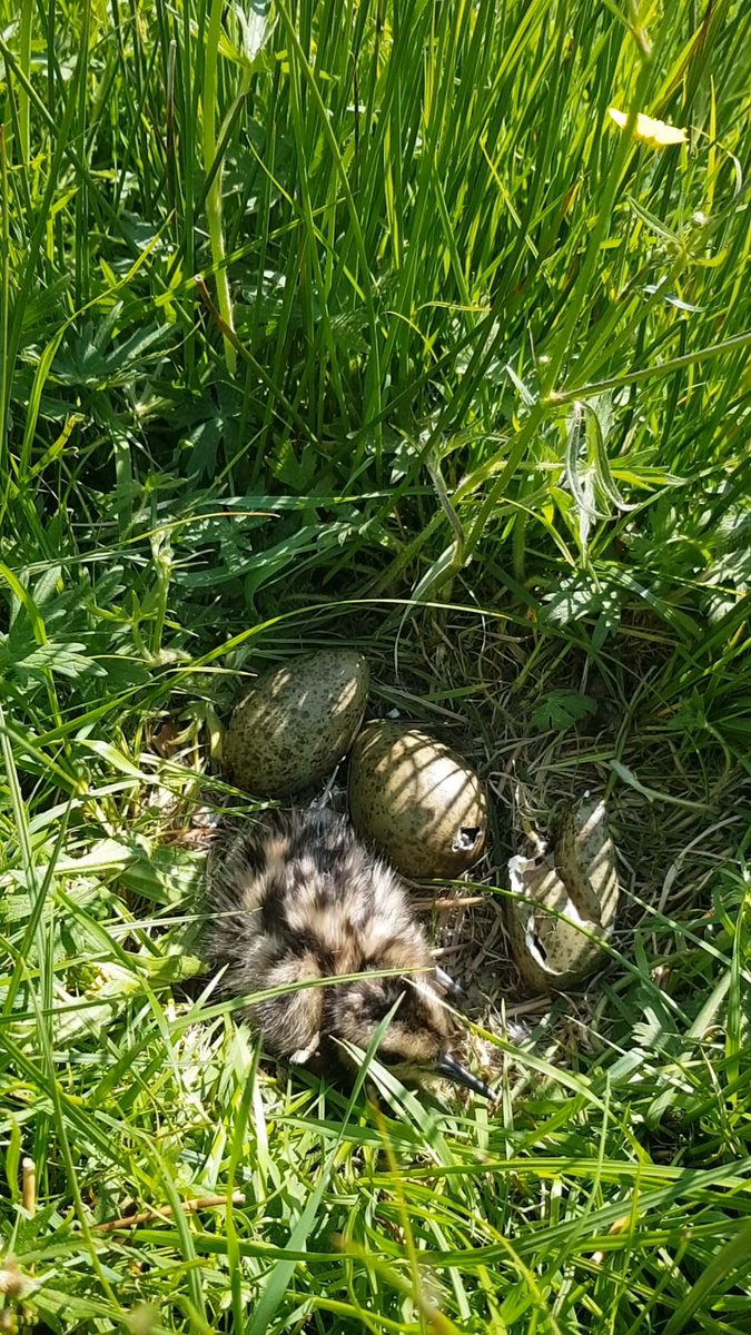 This job has its highs and lows, but seeing a nest of curlew chicks hatching out in a traditional haymeadow that's been restored via green hay transfer is definitely a high note 💚 @forestofbowland @ydmt
