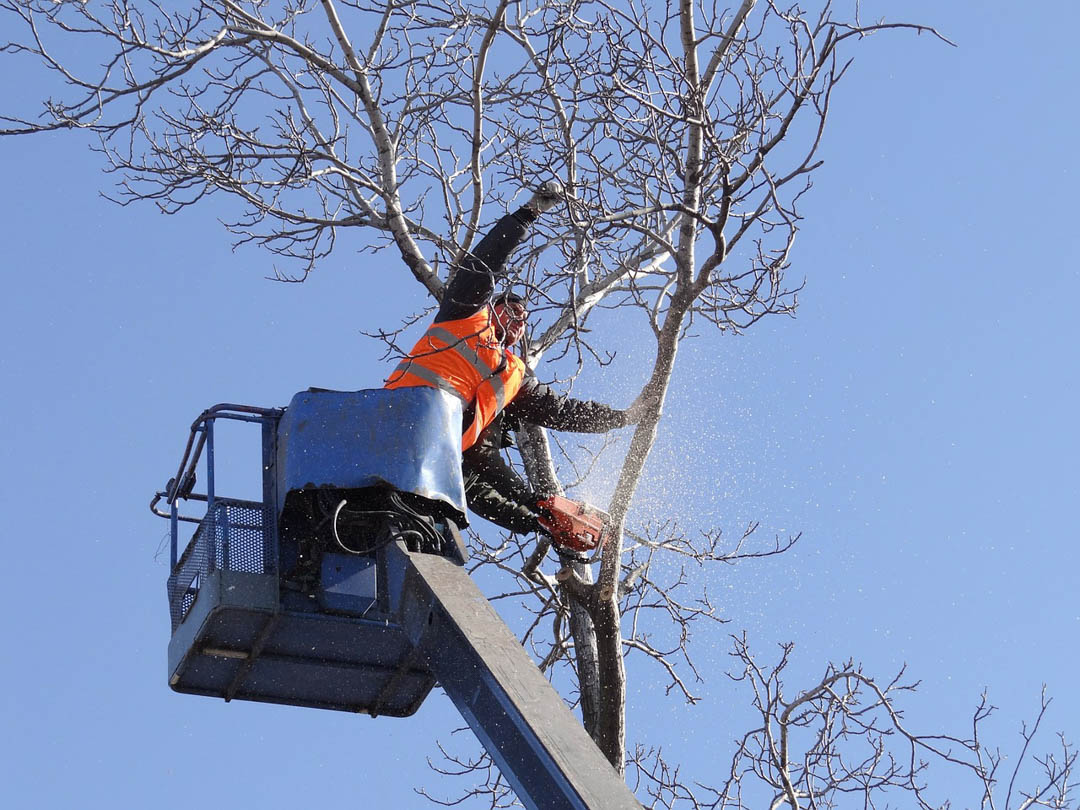 ColoresTree's tweet image. Your time is valued when you choose me for Tree, Tree Trimming, or Tree Removal services. Call me today at (831) 215-3562 for more information! #ColoresTreeService bit.ly/3m9Sp2o
