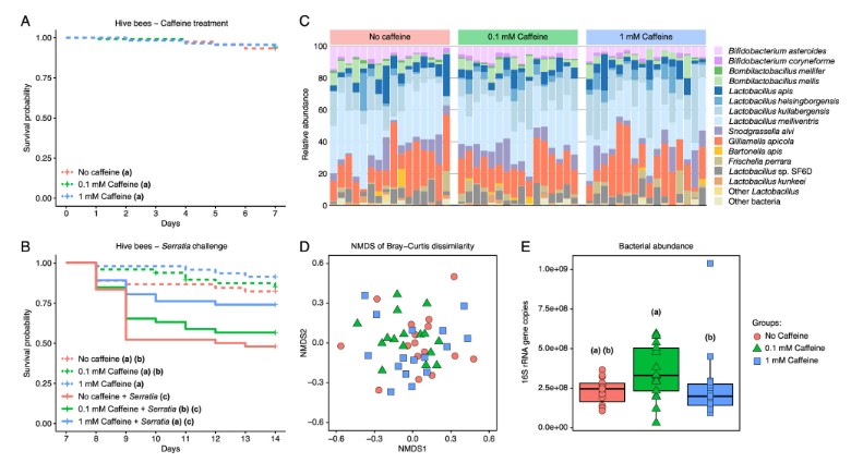 ASM (@asmicrobiology) on Twitter photo Like humans, honey bees like caffeine. In <a href="/JournalSpectrum/">Microbiology Spectrum</a>, researchers how that caffeine can improve survival rates of honey bees infected with the bacterial pathogen, Serratia marcescens. Learn more: asm.social/1eE Like humans, honey bees like caffeine. In <a href="/JournalSpectrum/">Microbiology Spectrum</a>, researchers how that caffeine can improve survival rates of honey bees infected with the bacterial pathogen, Serratia marcescens. Learn more: asm.social/1eE