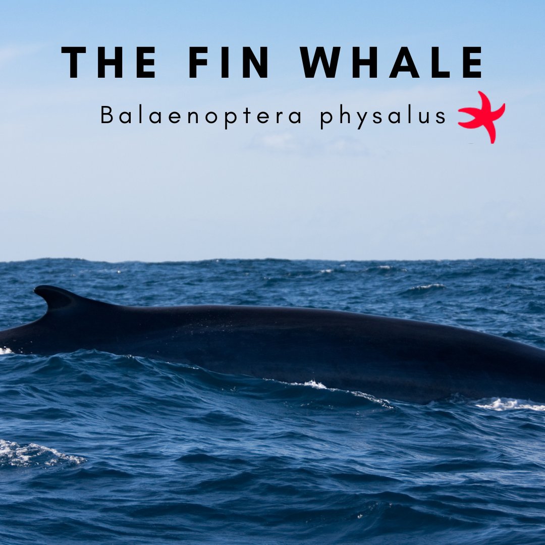 Ocean Institute tweet media