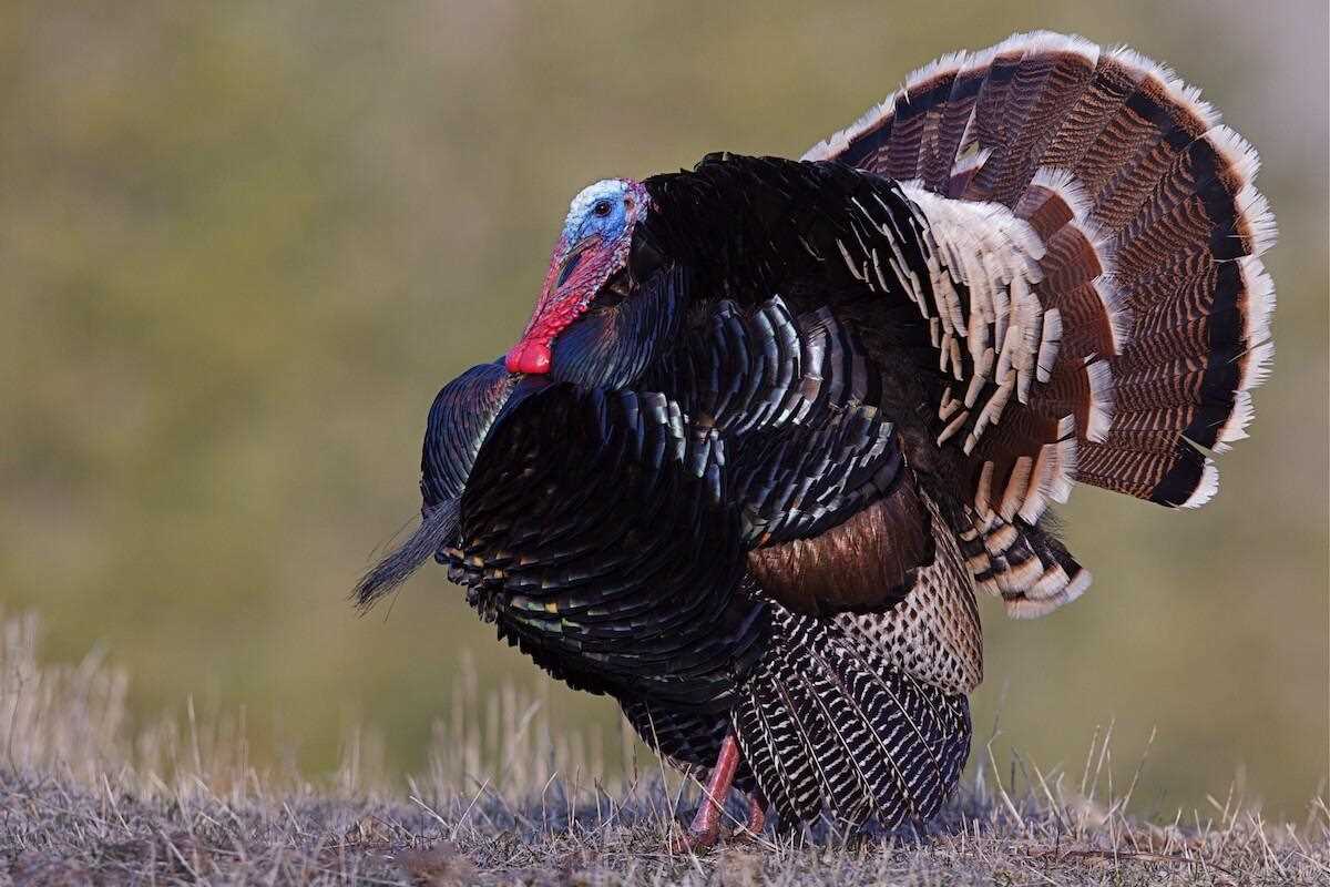 May is for Merriam's! Here's how to find and fool late-season gobblers via @GameAndFishMag: ow.ly/c8Hq50Otj1S

#FindYourAdventure #hunting #wildturkey #merriam #merriamturkey #may #turkeyhunting #turkeyseason #turkeyhunter