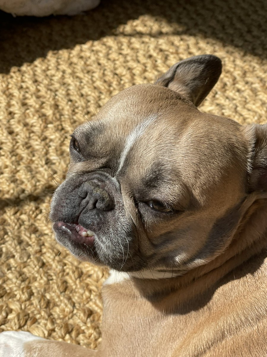 Rise n Shine gremlins