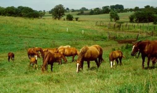 It’s a well-known fact that horses are expensive, so there are questions you need to ask yourself before purchasing a horse. 

horses.extension.org/equine-busines…