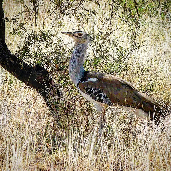 KoriBustard AwashNationalPark #Ethiopia #SustainableJourneys #EthioGuzo by HenningWeymann #travelphotography #ethiopiatravel  #africanature #africanbirds #birds #ethiopianbirds #birding #birdphotography #travelgram #africatravel  #naturephotography #africansafari #Africanwildlife