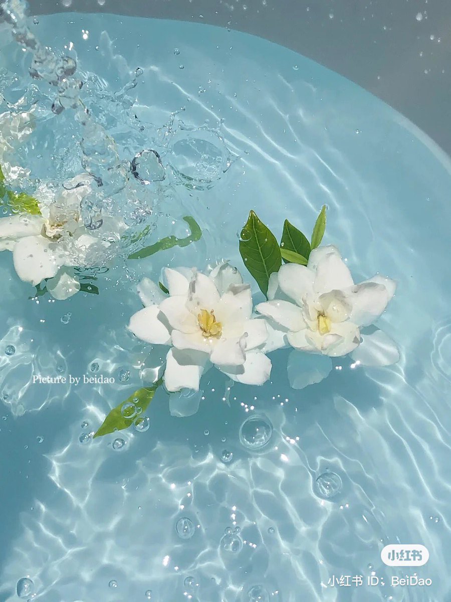 piinkibun's tweet photo. water x flowers <3 https://t.co/l5n0UdN69C