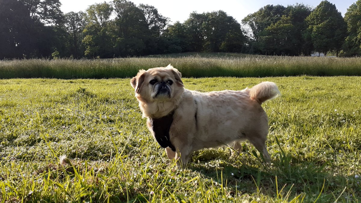 #dogphotography #dogsofinstagram #dog #dogs #hundeliebe #dogsofinsta #photography #instagram #hundefotografie #love #dogslife #doggo #Gina