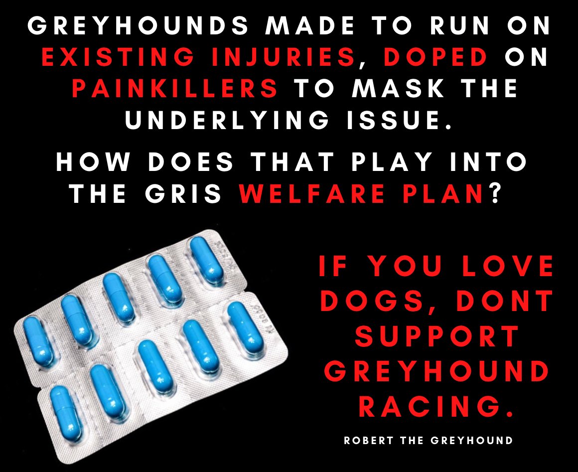 If welfare is truly at the heart of #GreyhoundRacing, why do so many #Dogs turn up doped with Painkillers? Masking existing injuries? Surely a recipe for more serious compounded injuries? #BanGreyhoundRacing #Doping #YouBetTheyDie