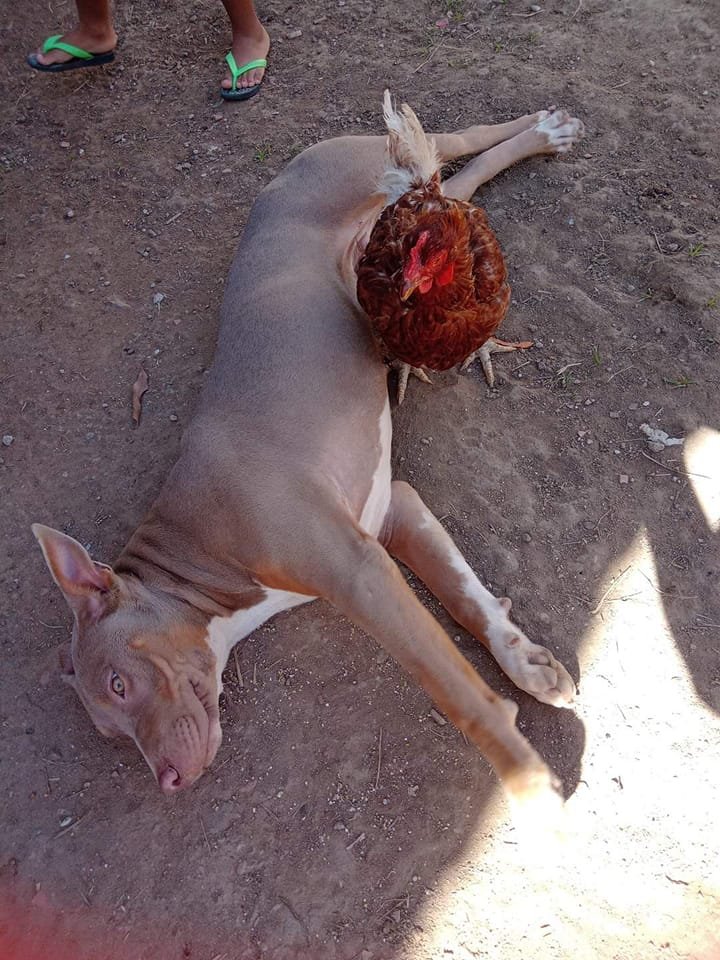 gela perna tweet media