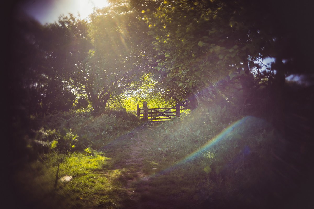 #Gate in #HalstockWood on #Dartmoor 😍 #DevonPhotographer #ExperimentalPhotography #DartmoorPhotographer