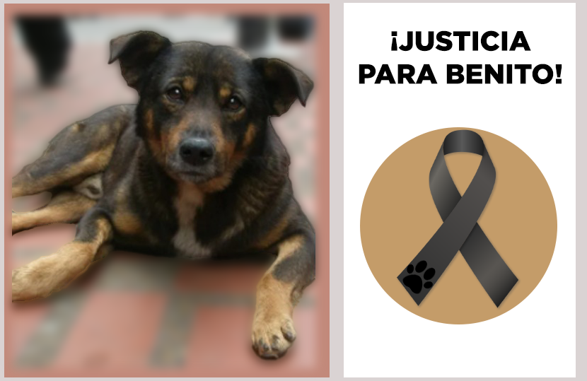 ReporteNoticia1's tweet photo. #RNInforma 🚨

#JusticiaParaBenito 🐾💔 y #CárcelYaParaElAsesino 😡
El sujeto arrojó enfurecido a Benito al cazo con aceite. 😭
El indefenso perrito estaba junto al "malnacido". 
¡Justicia! ¡Justicia! ¡Justicia! ⚖️💪

#NoticiasHoyxRN https://t.co/Mp56pYYsJV
