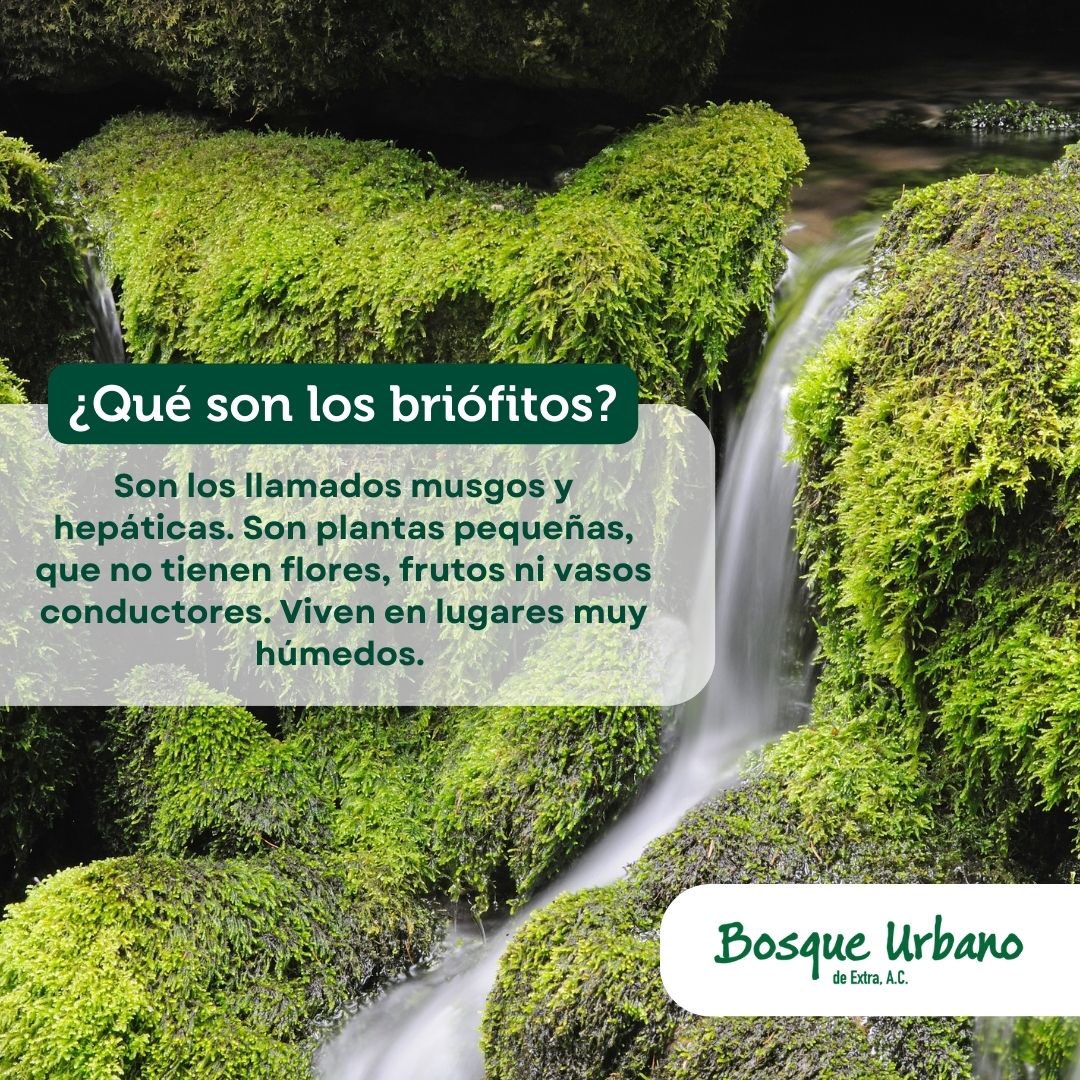 BosqueUrbExtra's tweet photo. ¿Alguna vez preguntaste que son los briófitos?
☑️Nosotros te dejamos algunos datos.
Los briófitos son los musgos y hepáticas. Son plantas pequeñas, que no tienen flores, frutos ni vasos conductores.
Además viven en lugares muy húmedos.
#musgos #briofitos #naturaleza https://t.co/wDKq0pzB5q