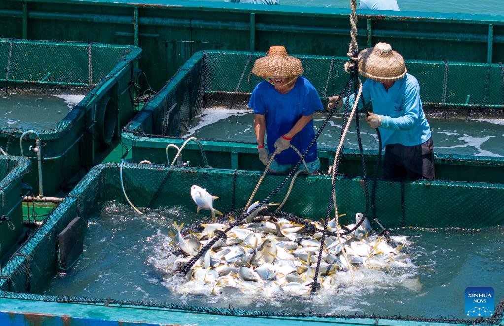 ChinaDaily's tweet photo. Fishery workers harvest golden #pomfrets from a deep sea net cage in an aquafarm of Xilian township of #Xuwen county, #Zhanjiang, South China's #Guangdong province. Besides supplying the Chinese market, Zhanjiang's pomfrets are also exported to the US, India and Malaysia. https://t.co/idEdCjemGc