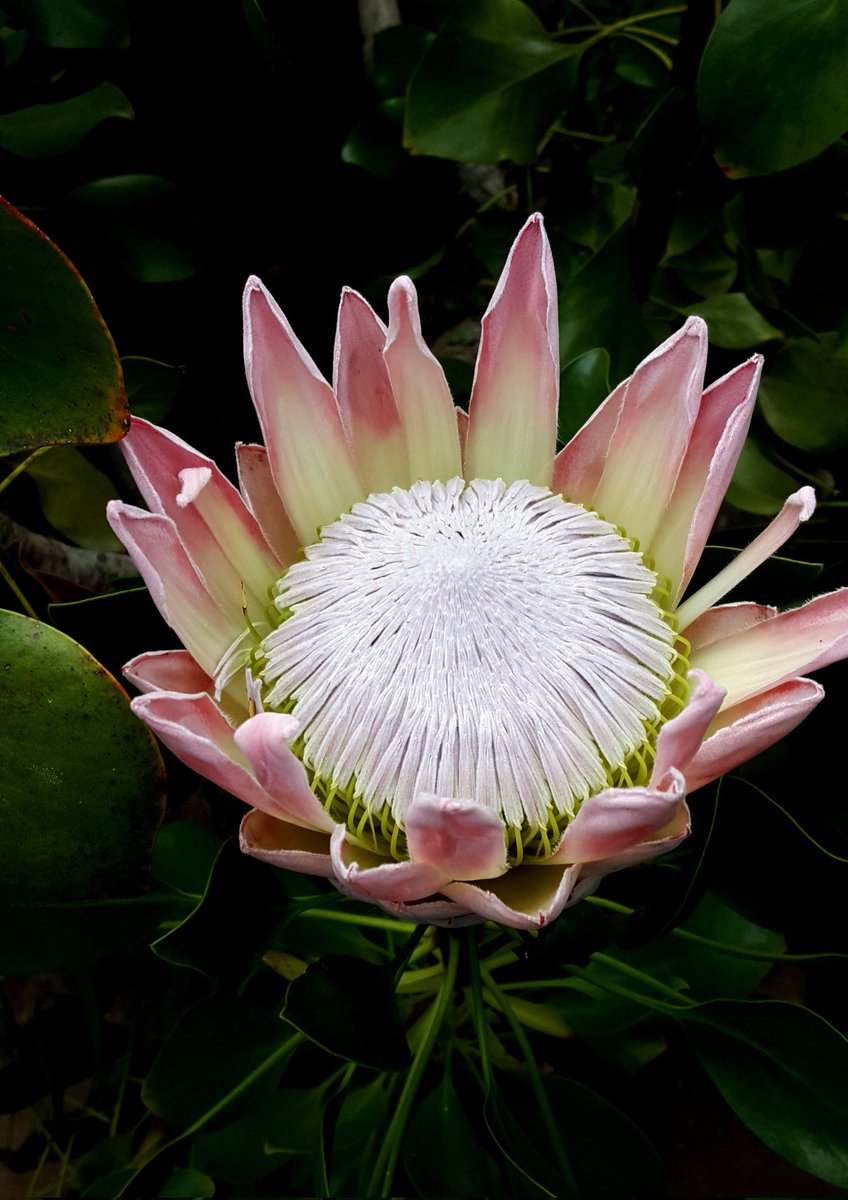 Bud King Protea