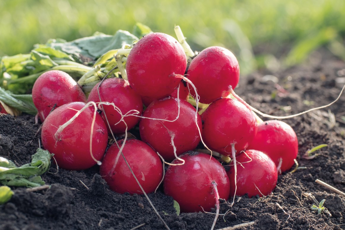 For a step-by-step guide to growing your best ever radishes, head over to our website! 😍 growfruitandveg.co.uk/blog/step-by-s…