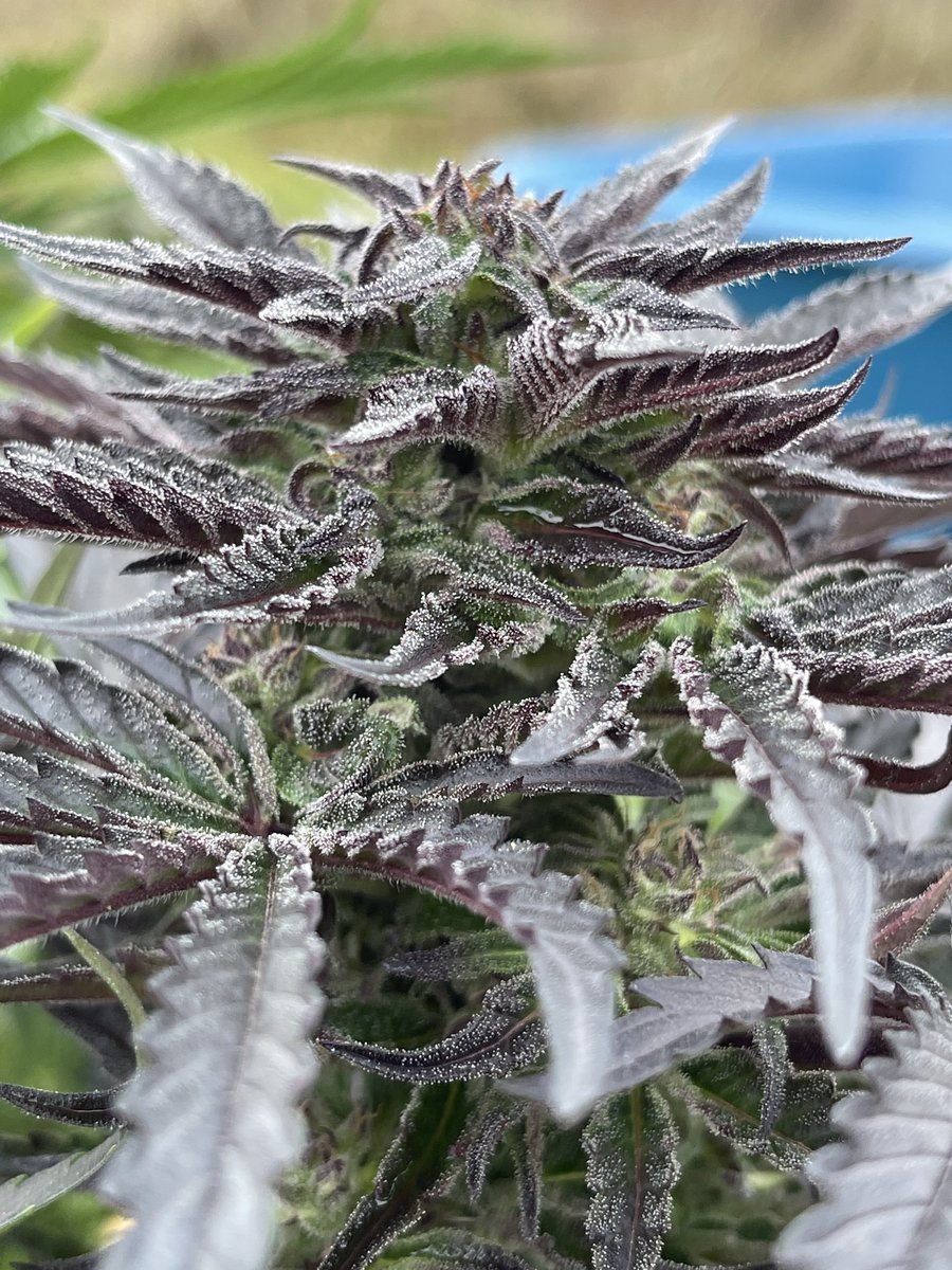 Wizards Wand is an #Autoflower with an 80-90 day to finish from seed, Cosmic Apprentice is known for its insane resin pack and fast flowering times so we decided to hit it to our fastest frostiest plant, SilverSpoon
Link in bio

#CannaLand #JGYO #Homegrow #Greenhandgenetics #MMJ