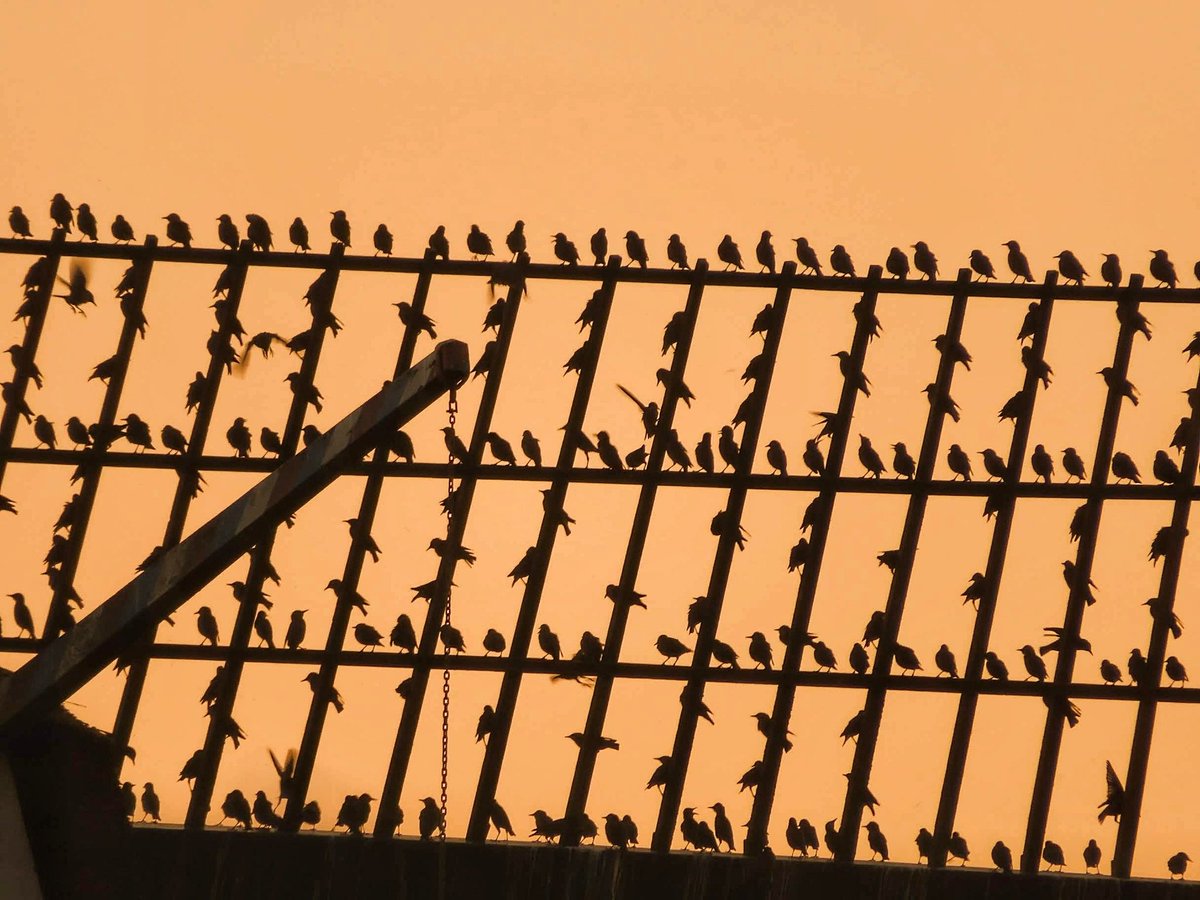 Volucris 

Starlings resting on the wing of a windmill.

#365in2023dailyprompt #365in2023 @365_in_2023