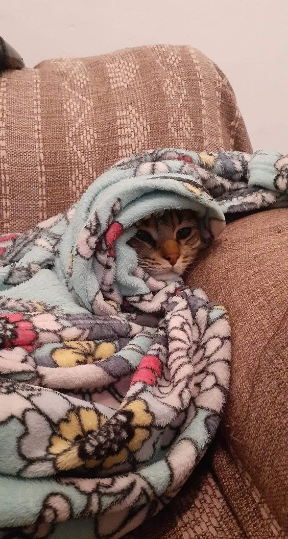 TodoDiaGatinhos's tweet image. Esfrioooooou