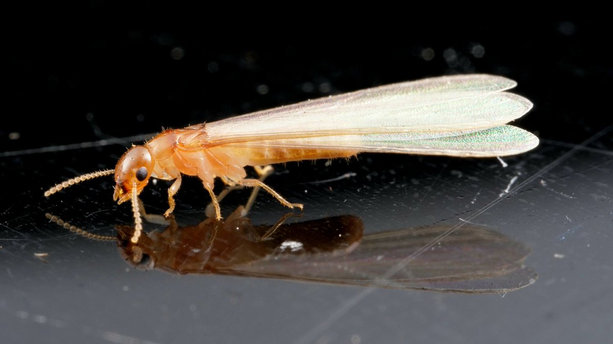 Cryptotermes Cavifrons, the Florida drywood termite. Not a pest species.