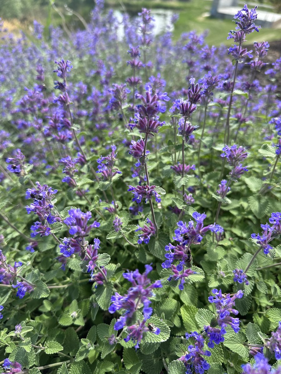 In the <a href="/OldsCollege/">Olds College of Agriculture & Technology</a> Wetlands