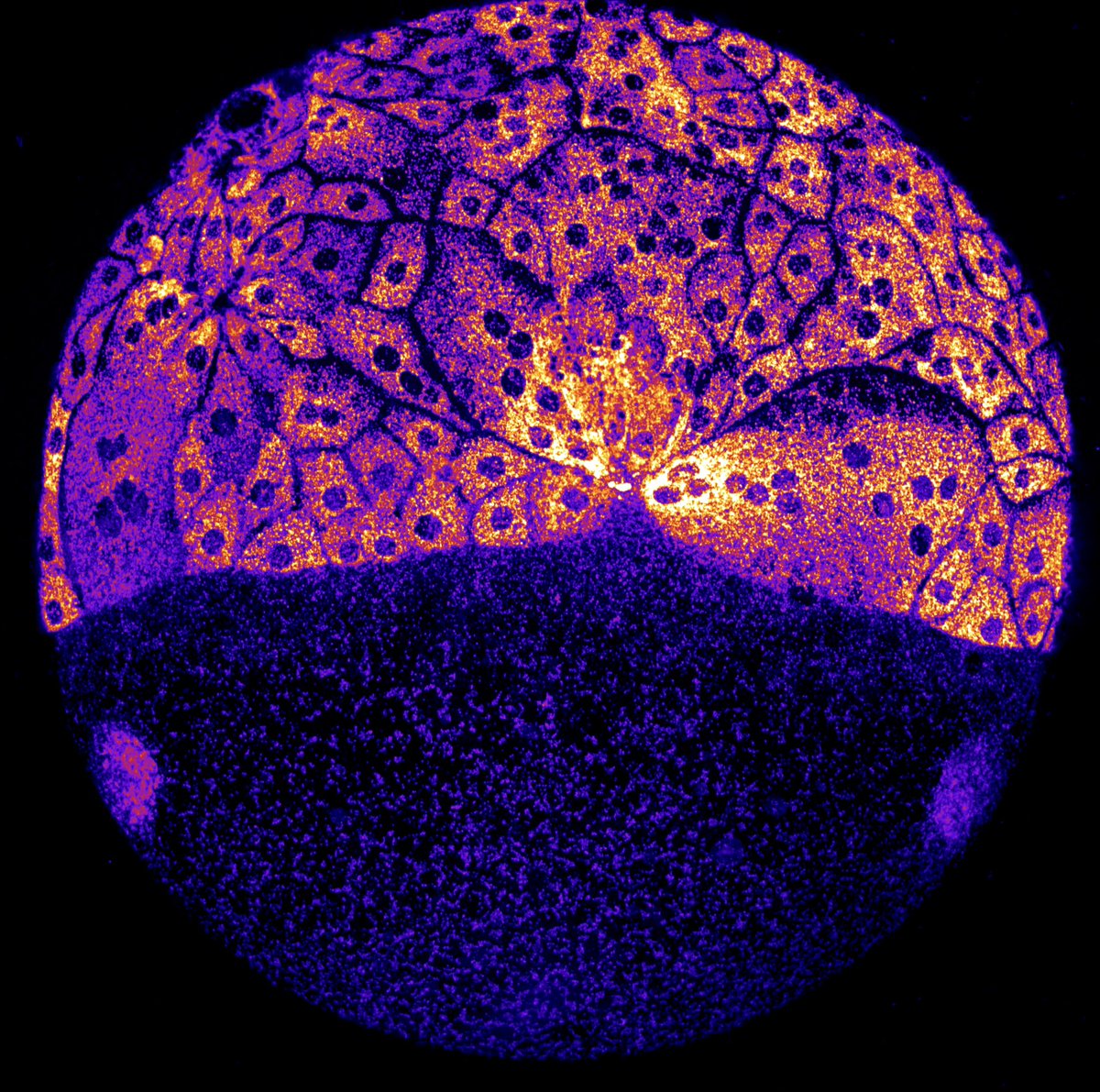 Celebrating #MicroscopyMonday with this MitoTracker staining of a #zebrafish embryo at 50% epiboly