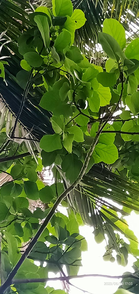 riquehope's tweet image. After so many years of miscarriages and failed pregnancies, our 4-year old avocado tree was able to carry a fruit to full term.  Only one survived the constant rains and strong winds though.
#firstfruit #theluckyone