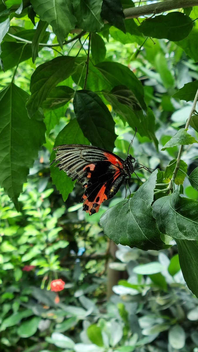 Great day today!!

#chesterzoo #wildlifephotography #photographer #uk