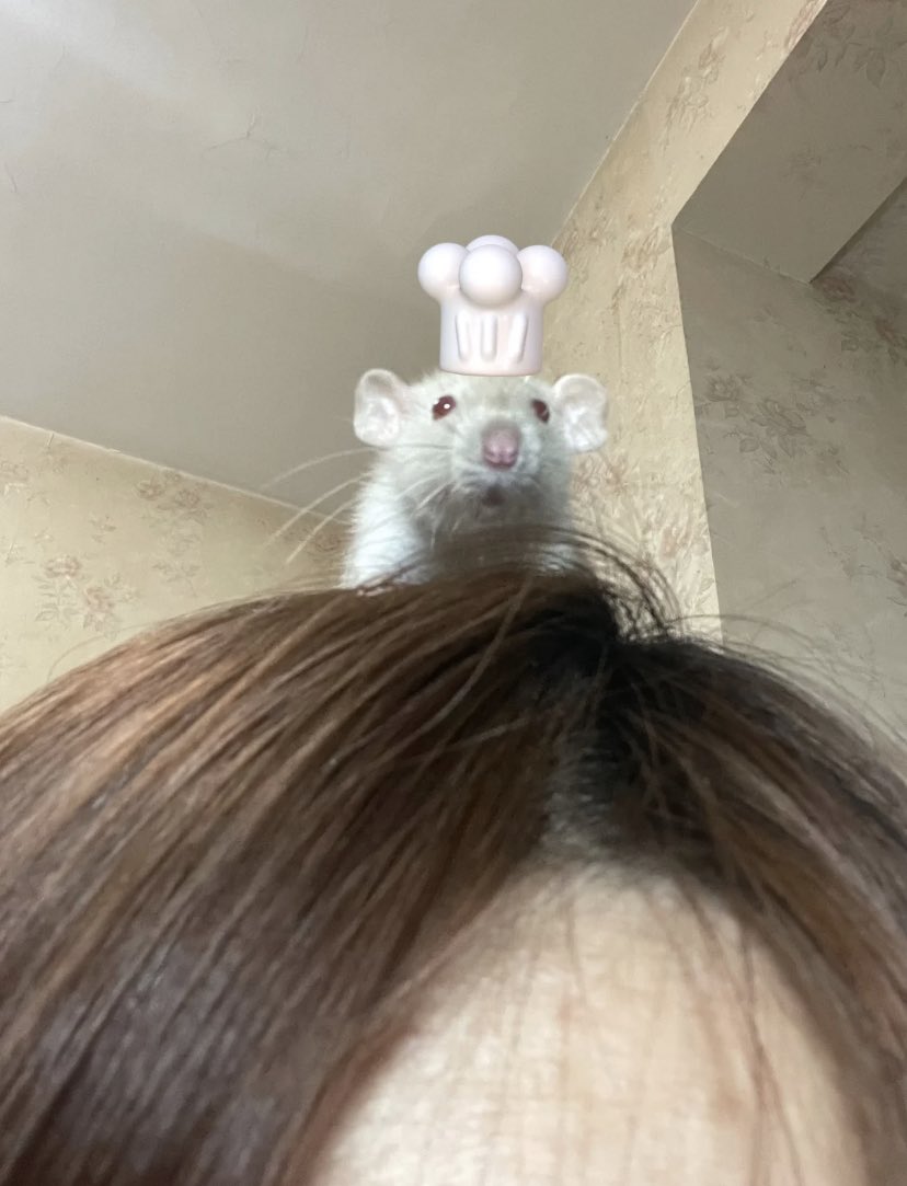 ratatouille