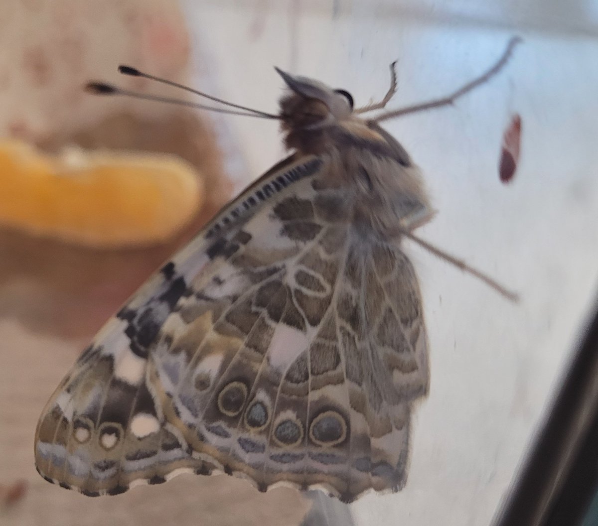 dragonfly0771's tweet photo. Our butterflies are emerging
#ocsbPhotoChallenge https://t.co/9sX0LUZYgK