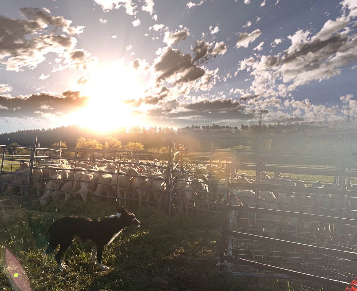 Nite and me setting sheep this morning for the Double lift. They’ve brought in 300 fresh Rambouillet’s off the range in Colorado ; they’ve been brilliant to work and an excellent test of dog and handler 🐑🐑🐑🐑🐑💟💟💟
#BorderCollie #Colorado