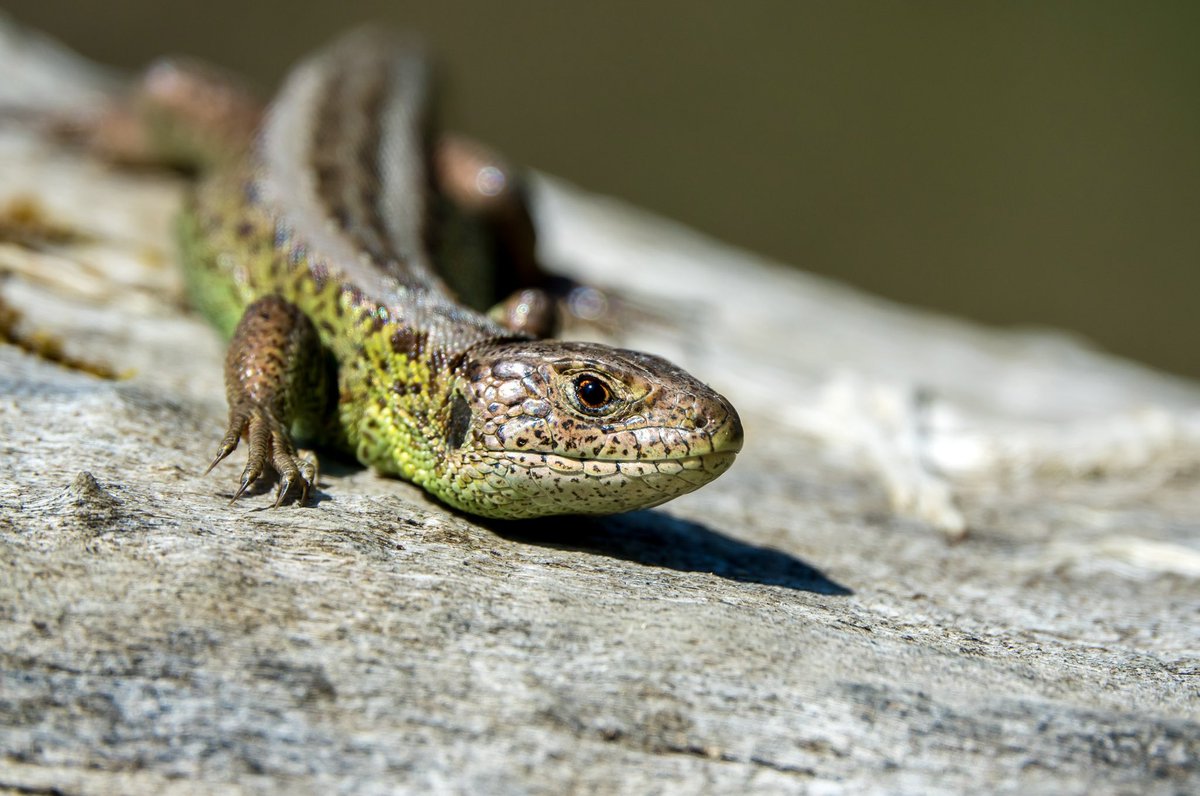 CathHiley's tweet photo. Time to show off my best sand lizard pics (not taken in the UK though) #sandlizard 🦎 #Springwatch @BBCSpringwatch https://t.co/cHvPAzwQfo