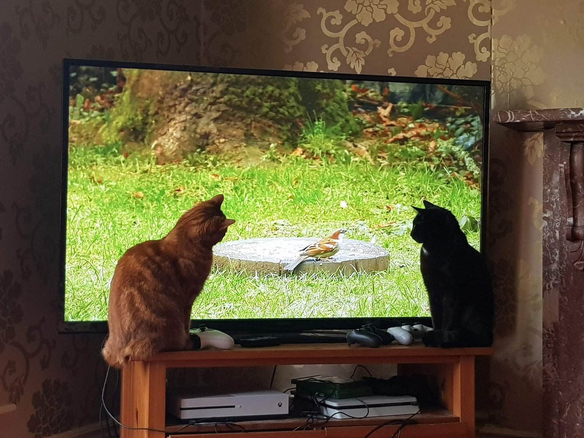 Hannah Boneham (she/her) tweet media