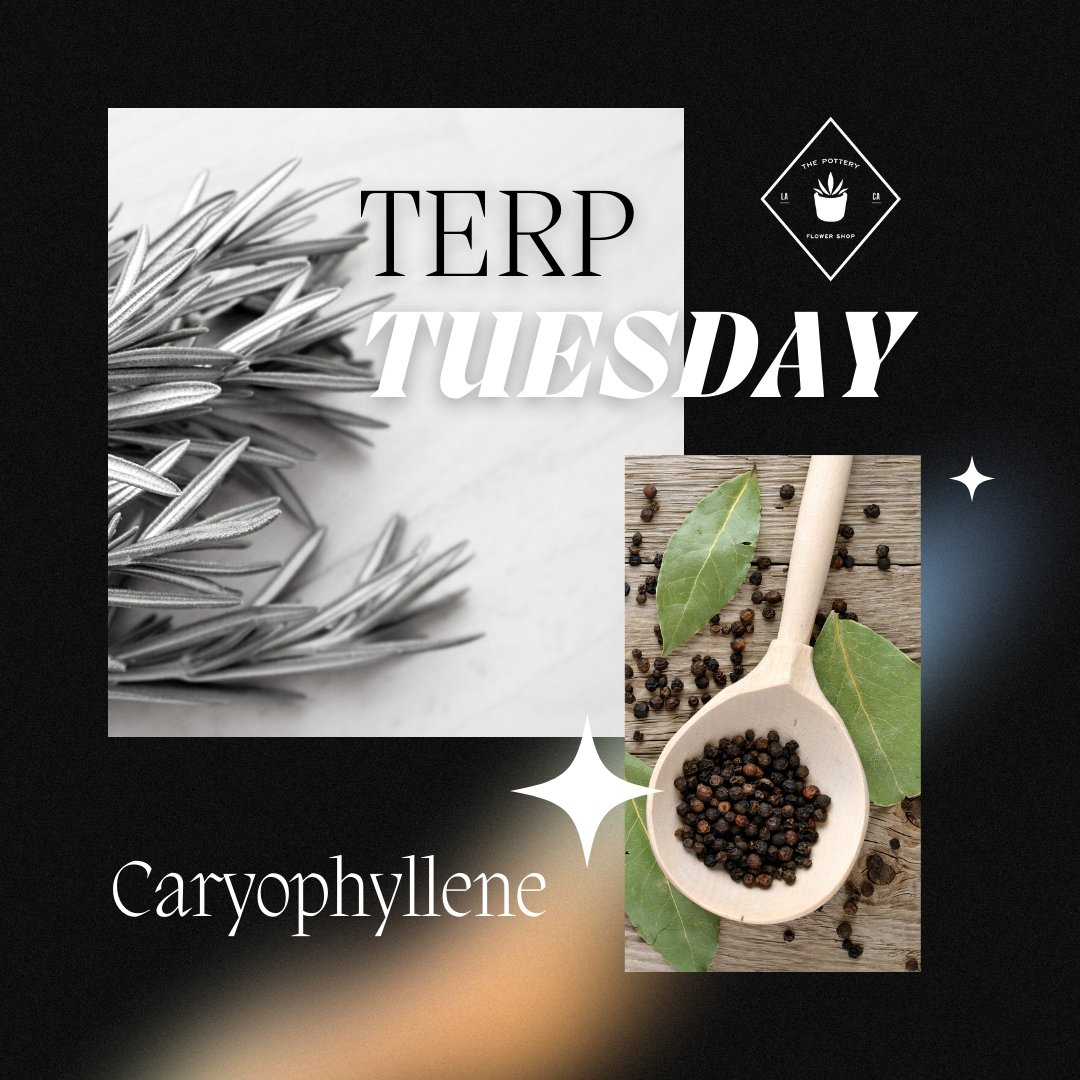 🌶️ Did you know that #caryophyllene is a terpene found in black pepper, cloves, and some strains of #cannabis? 

🌿Besides giving off a spicy, peppery scent, caryophyllene may have anti-inflammatory and neuroprotective properties. 💪🧠 #terptuesday #terps #terpenes