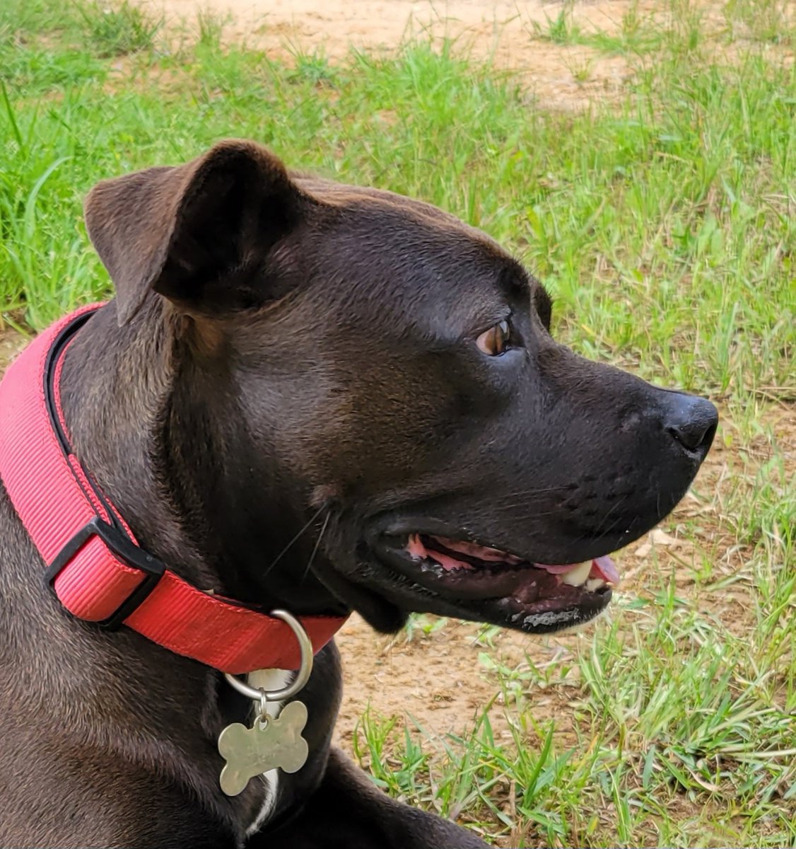 AbtrexII's tweet photo. Say hello to Mater the Mascot! 🐶

This adorable guy belongs to a tow company next to our Alabama facility.  Mater was a stray that showed up one day (and kept coming back) so they fed, named, and put a collar on him. He comes to visit and get treats daily. 

#officemascot https://t.co/pTHxkugzG8