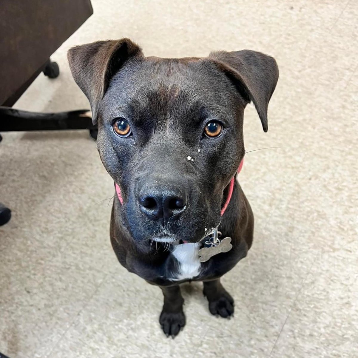 AbtrexII's tweet photo. Say hello to Mater the Mascot! 🐶

This adorable guy belongs to a tow company next to our Alabama facility.  Mater was a stray that showed up one day (and kept coming back) so they fed, named, and put a collar on him. He comes to visit and get treats daily. 

#officemascot https://t.co/pTHxkugzG8