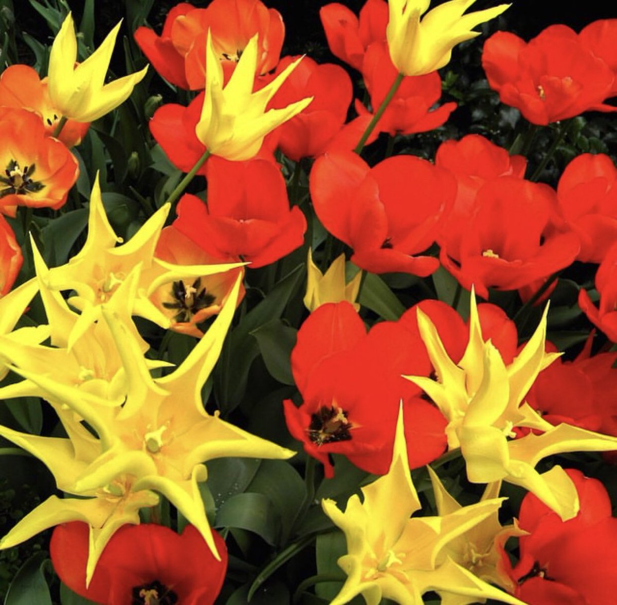 cefi kamhi 🇹🇷 tweet media