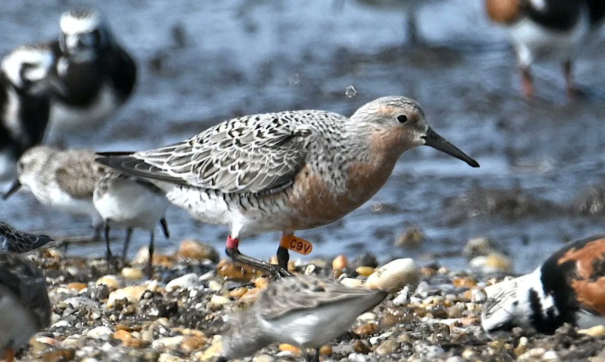 EarthSky friend and writer Shireen Gonzaga spotted this red knot in Deleware last week. Judging by the band on the bird's leg, a shorebird scientist has said that it is at least 18 years old! Read the full story: earthsky.org/earthsky-commu… 
Thank you, Shireen!