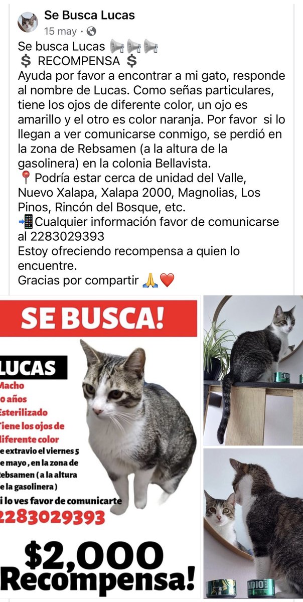 Buscan a LUCAS🐱 #Xalapa <a href="/AbelMucino/">Abel Muciño</a> <a href="/PacoDizfinck/">𝗣𝗮𝗰𝗼 𝗗𝗶𝘇𝗳𝗶𝗻𝗰𝗸</a> <a href="/EvaVarona_/">Eva Varona</a> <a href="/pilykuera/">Pily Peregrina</a> <a href="/gaferat1/">Guillermo Agüero Ferat</a> <a href="/aasullegna/">Angie Triaz🙏🏽</a> <a href="/VialidadXalapa/">Vialidad Xalapa 🚦 VX 🌎</a> <a href="/RoxanaAAT/">Feto de PicaFresa🍓</a> <a href="/mayteponm/">Mayte P.</a> <a href="/mageba04/">Gina alarcon</a> <a href="/anicienta_6/">Ana Pelaez</a> <a href="/daliaperezc/">Dalia Pérez</a> <a href="/tierraverde1943/">ℓια ₊˚.༄ *ﾟ🌱</a> <a href="/sara_juarez/">saraliz</a> <a href="/gabyhvictoria/">gabriela hernandez v</a> <a href="/marydebeck/">Maryde</a> <a href="/Mtra_Shaira/">Shaira</a> <a href="/sandysiux/">Sandy Colunga</a> <a href="/penelopemoncayo/">Penélope Moncayo.</a> <a href="/elciempies/">Membrana de Tiffany & Co. stco</a>