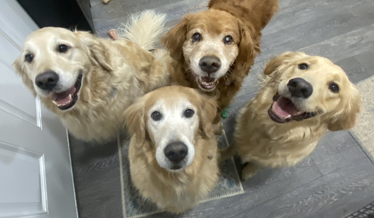 “We’re thinking of forming a rock band. Any ideas on a good band name?!”
—Pete, Sophie, Ernie and Jack
#dogsoftwitter #BrooksHaven #grc #dogcelebration #Goldenretrievers #bandname #band #name #AmericanIdol #AmericasGotTalent #rocknroll #rockandroll #music #RescueDogs #dogs