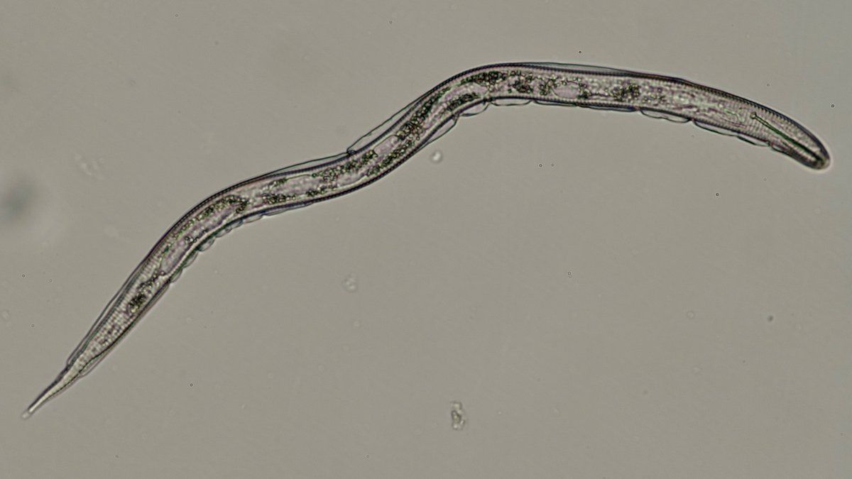 Interesting nematode samples coming into the lab last week.  Check out this Hemicycliophora spp., also known as sheath nematode.  Impressive stylet and extra cuticular layer surrounding the body.  Looking forward to additional #Nematuesday examples across the summer.